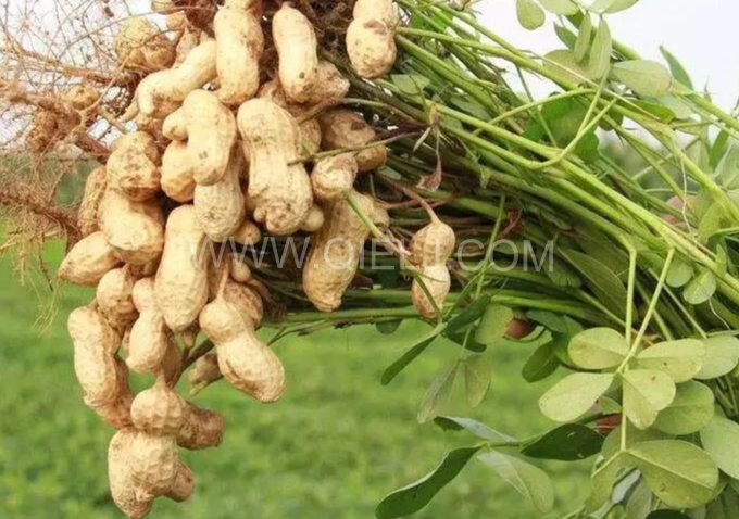 企鹅机械提供全套花生油提取设备，服务周到获称赞(图1)